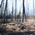 Burnt forest from Sockeye Fire