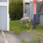 Mountain Goat and Basketball Hoop by Matt Hardwig/MSB