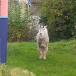 Mountain Goat straight on by Matt Hardwig/MSB