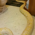 In the bathroom with 100-pound Sam, the albino Burmese python, who went missing.