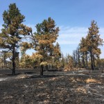 Brunner Mountain Fire, Montana