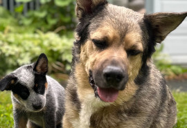 Spay and Neuter Services for Community Pets
